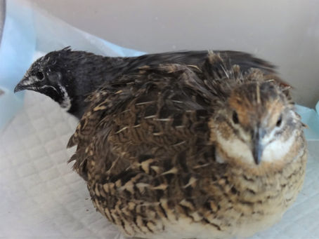 ヒメウズラの強い絆を実験で証明した結果とは？