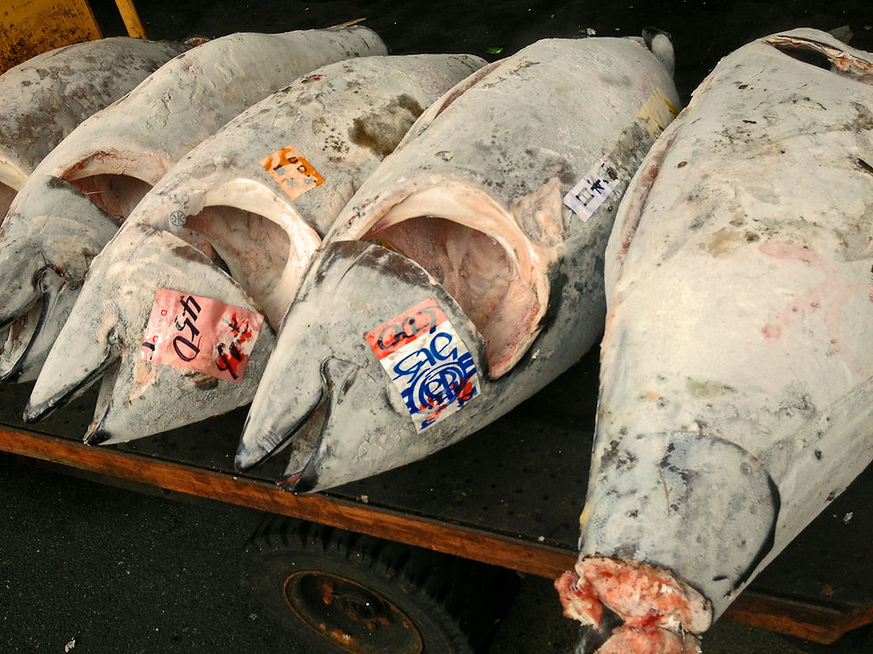 大型クロマグロ漁獲枠拡大の陰に潜む小型クロマグロ漁獲枠削減の影響
