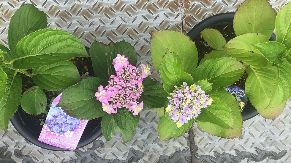 左側の紫陽花はアルミリムーバーを使用した土壌に植えています。