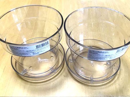 ダイソーで透明な植木鉢を見つけました。