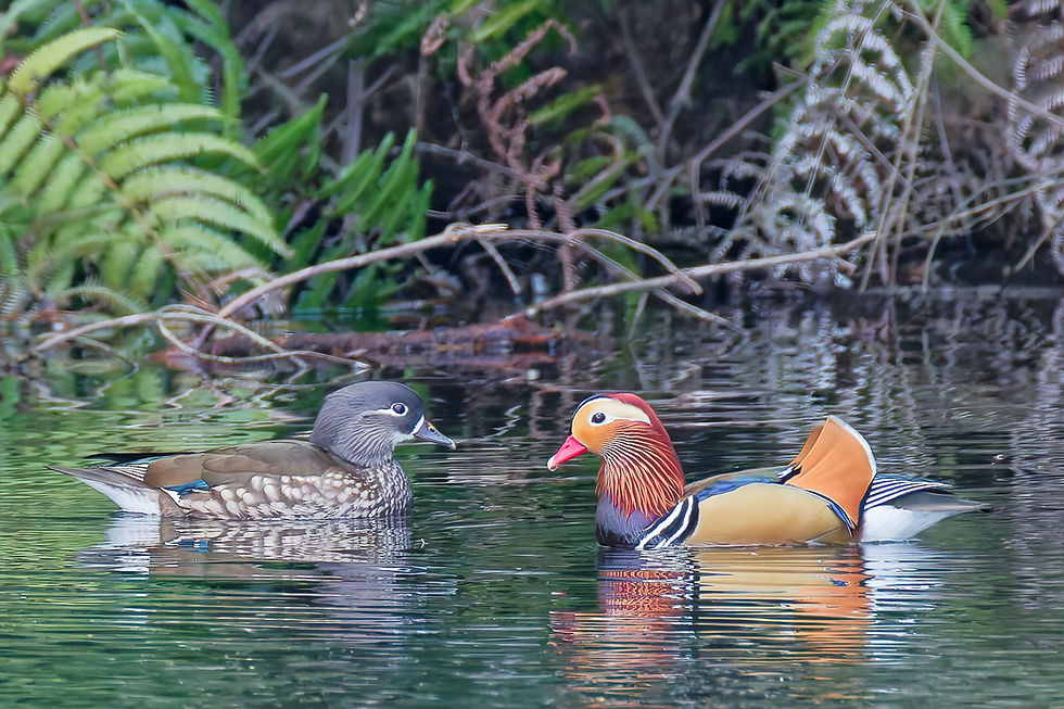 オシドリの夫婦