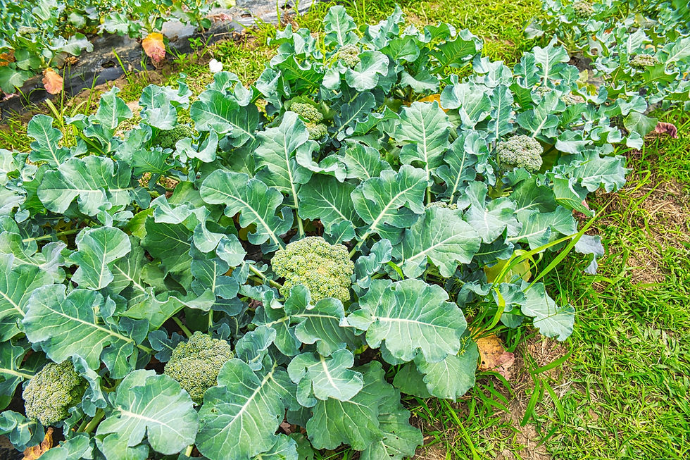 暑い秋、ブロッコリーを上手く育てるのは難しいかもしれません