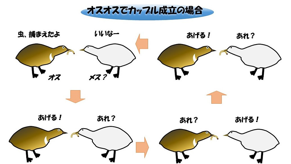 イラスト:オスオスカップル