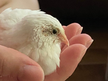 お客様からヒメウズラ孵化のご報告を頂きました。