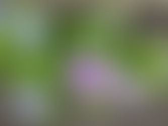 紫陽花の花の色を見る限り、アルミリムーバーの効果は約1年です。