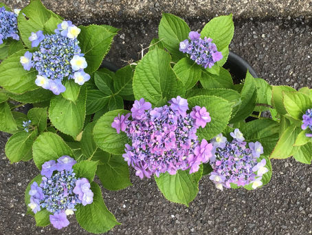 紫陽花の花の色を見る限り、アルミリムーバーの効果は約1年です。