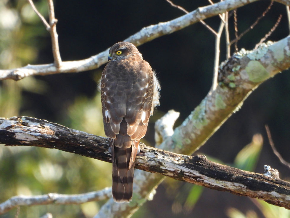 日本最小の鷹「ツミ」が、ヒメウズラの飼育ケージを突いていました。