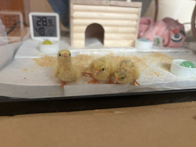 ご報告頂いた孵化したヒナ達