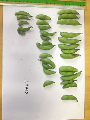 大豆対照_edited.jpg
