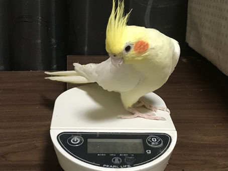 ヒメウズラの健康チェックのため、体重測定をしましょう。