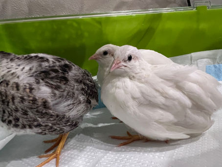 ヒメウズラは個性豊かな鳥です。