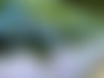紫の花だから紫陽花(あじさい)なのでしょうか?