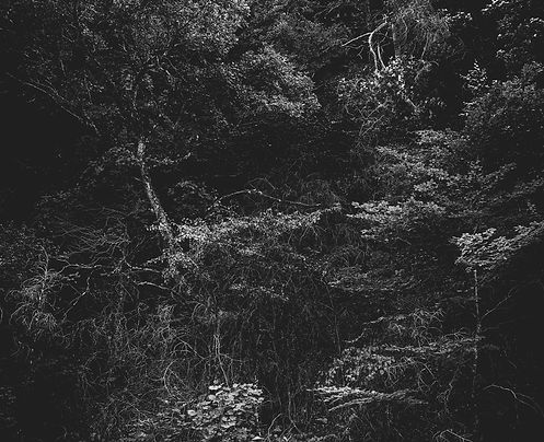 arbres_n&b-1935.jpg