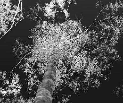 Nature3.jpg