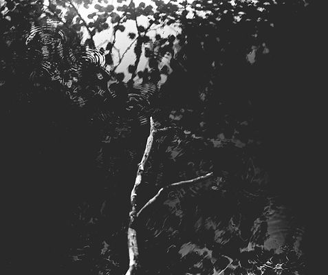 plante-9851.jpg