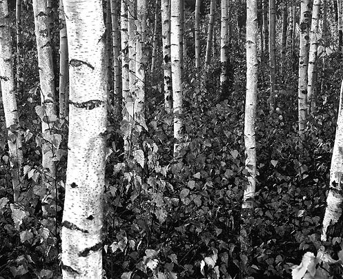 20071102-_MG_3308.jpg