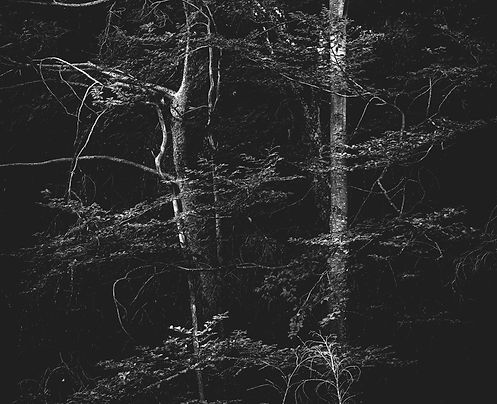 arbres_n&b-2262_Filmpack.jpg