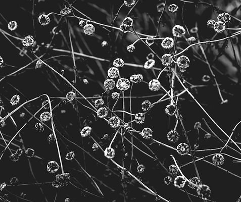 Nature11.jpg