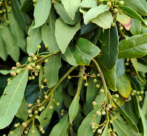 pianta alloro