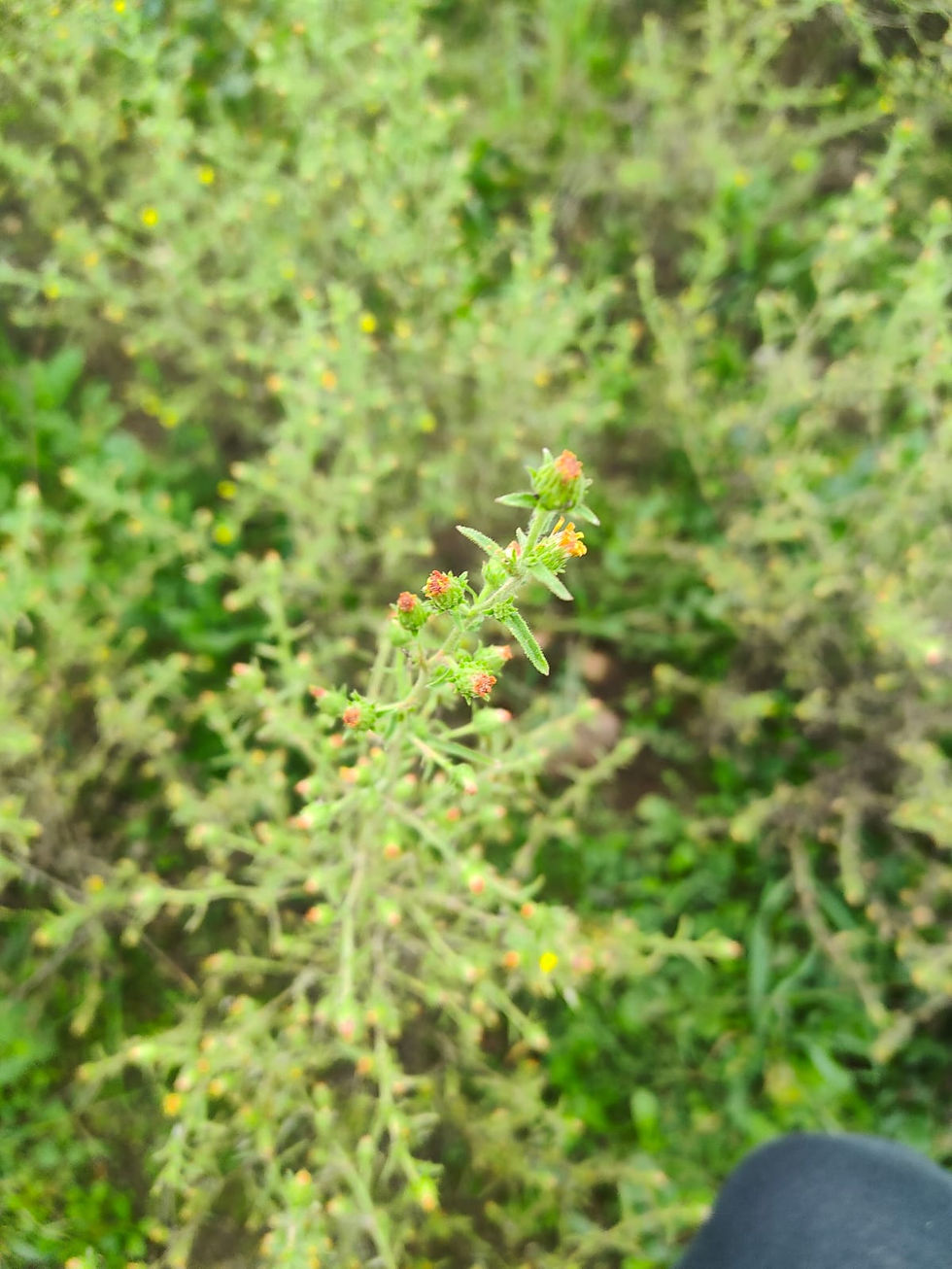 Thumbnail: pianta inula