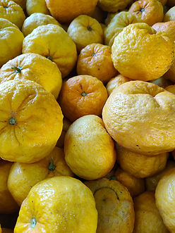 frutti pompia