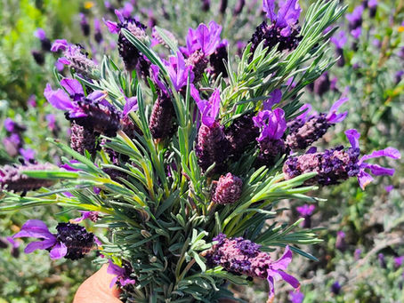 mazzo di lavanda selvatica
