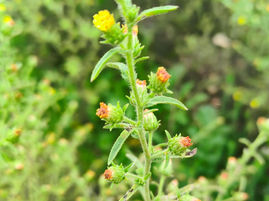 Inula graveolens: un soffio di Sardegna in una bottiglietta
