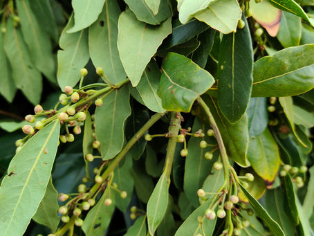 Alloro: Solo un Aroma da Cucina o un Segreto di Benessere Antico?
