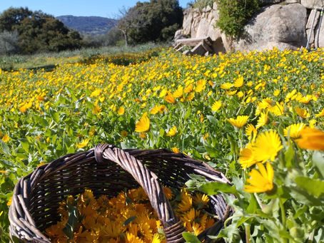 L'oro liquido della natura: l'oleolito di calendula