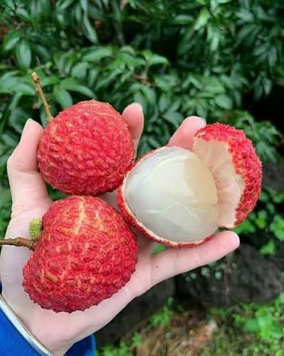 Tezpur Litchi
