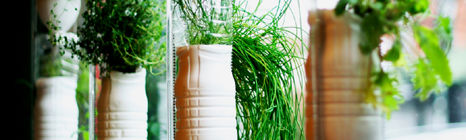 Um jardim em meu apartamento