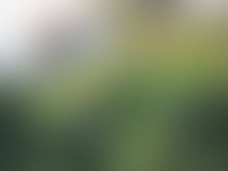 Cidades podem abrigar mais biodiversidade do que se pensa