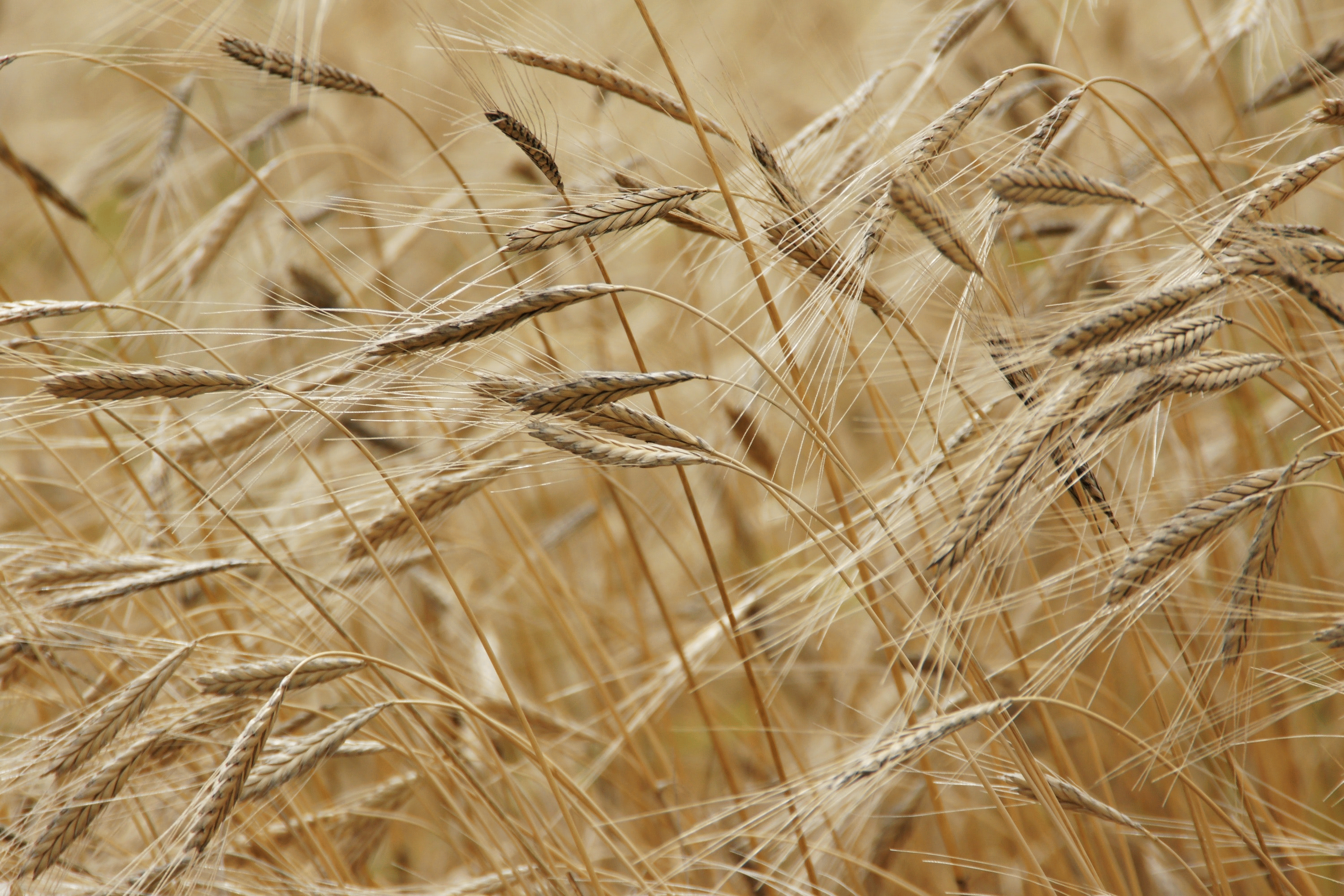 agriculture-barley-close-up-40384_ječam_