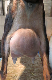 Prim rear.JPG