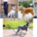Thumbnail: Durable Dog Leash In 150/200/300cm Sizes! For Small Medium & Large Dogs!
