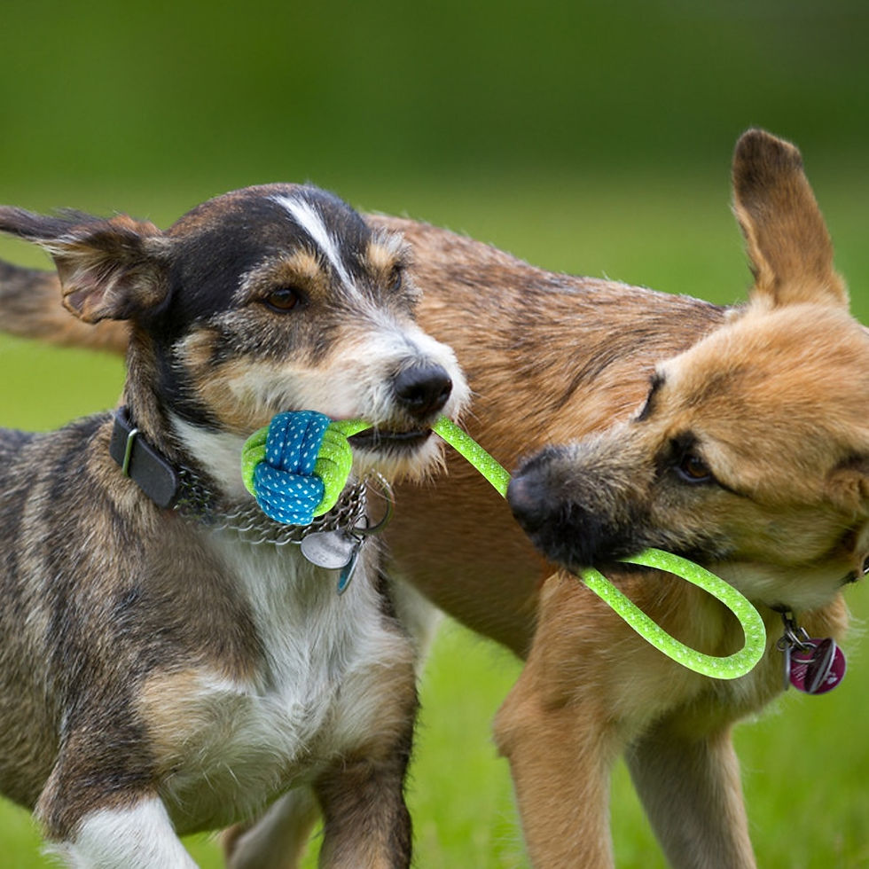 Thumbnail: Cotton Dog Rope Toy Knot Puppy Chew 