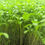 Thumbnail: Cilantro