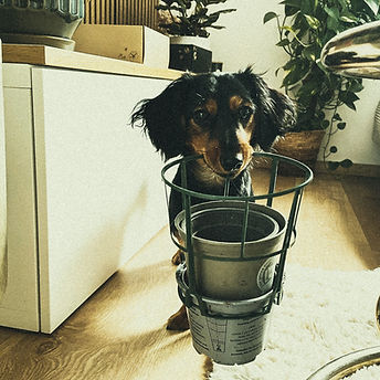 Dennis Behunek Dackel DOP TunnelblickMedia