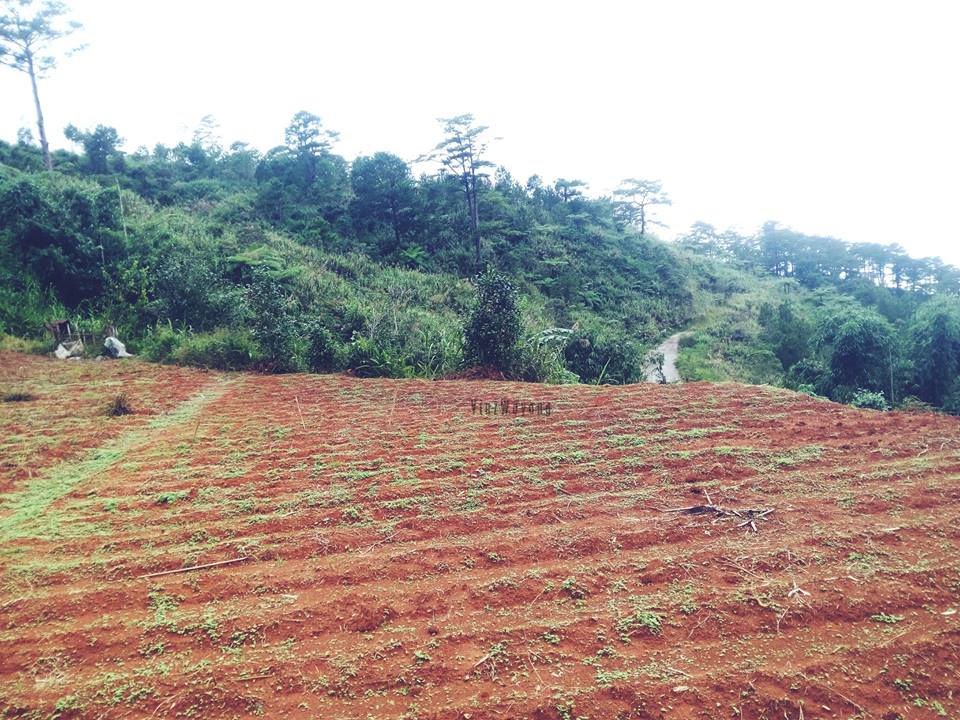 Thumbnail: Santa Lucia Golf Course, suello village, Baguio City