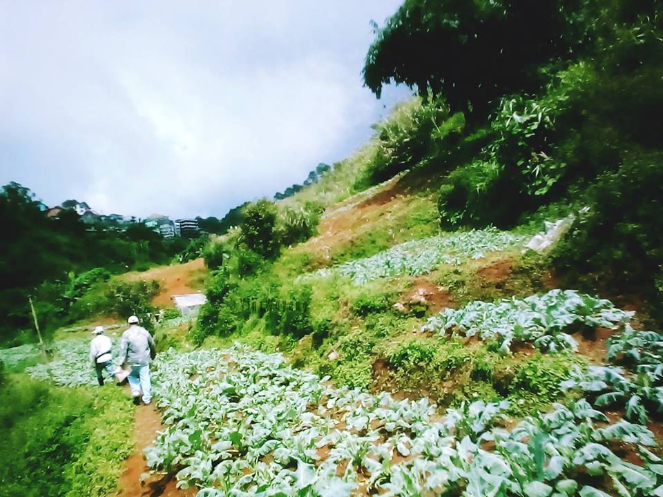 Thumbnail: Santa Lucia Golf Course, suello village, Baguio City