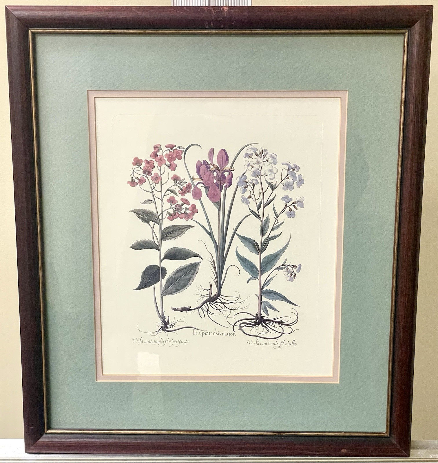 Vintage Framed Matted Botanical Illustration 3 Flowering Plants Basilius Besler