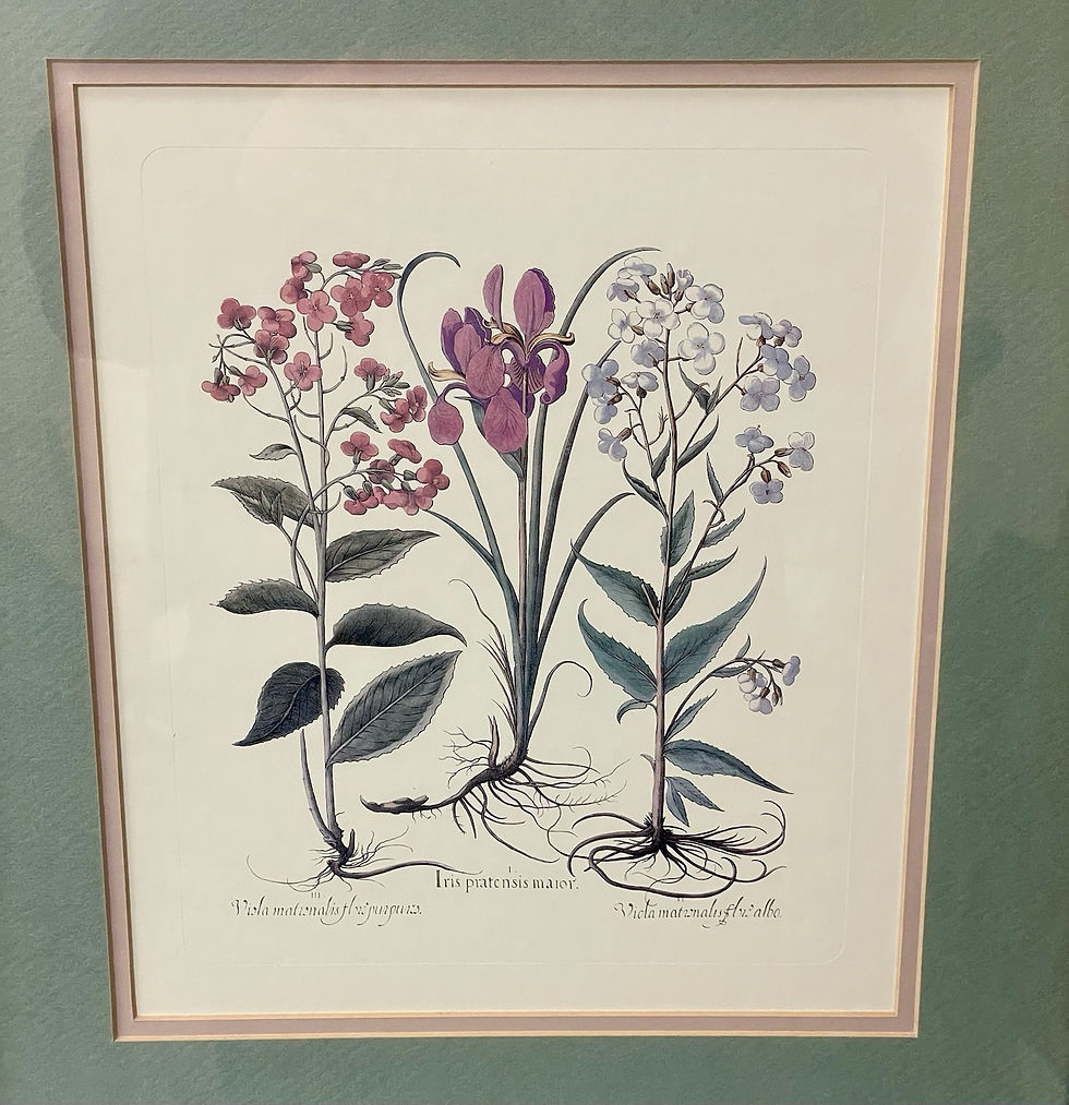 Thumbnail: Vintage Framed Matted Botanical Illustration 3 Flowering Plants Basilius Besler