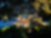 IMG_8716.JPEG