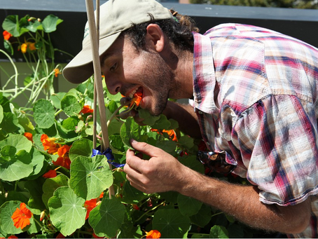 Garden Wizard Turns Urban Areas Into Edible Landscapes