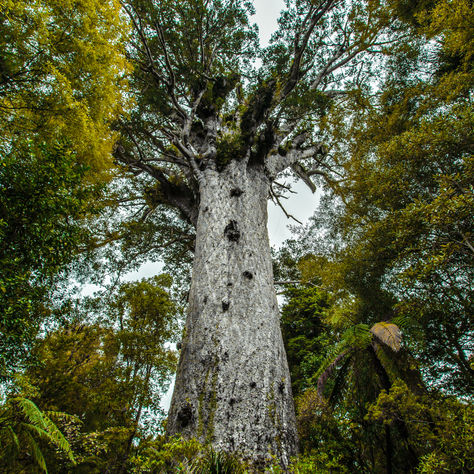 Kauri