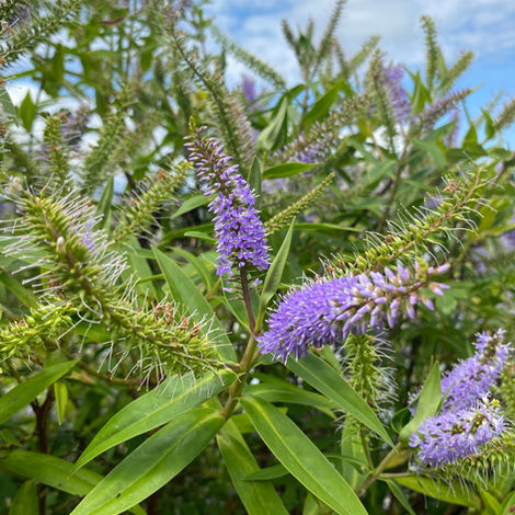 Koromiko in bloom