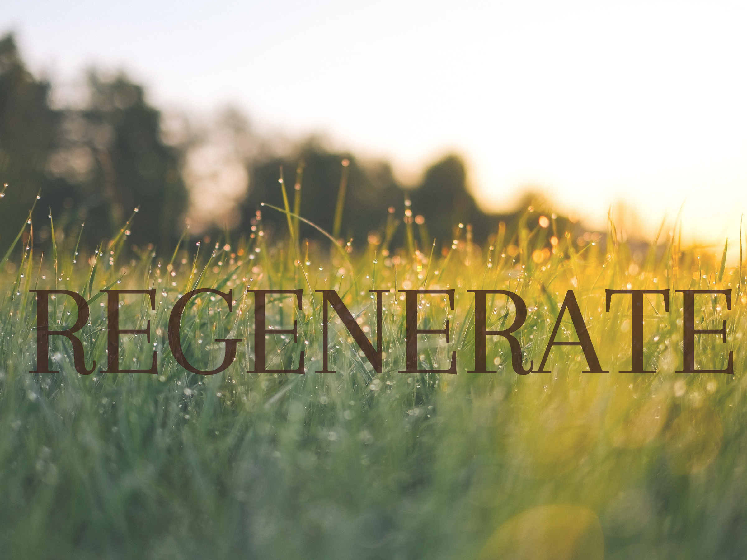 Soil Health Soil Regen - 