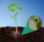 Roots to Shoots Trial Review Part 2
