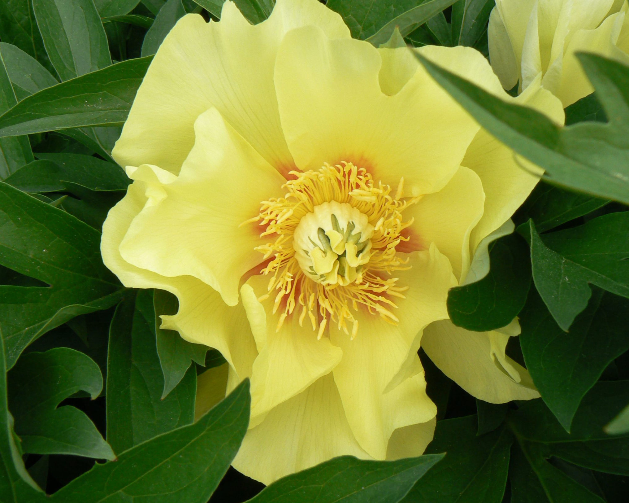 Peony Going Bananas