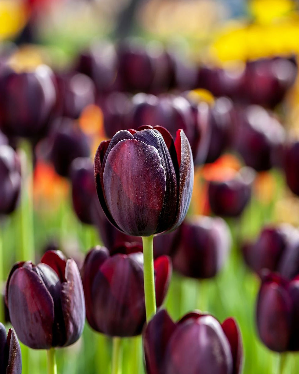 Tulip Queen of the Night